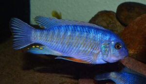 Labeotropheus fuelleborni 'Chizumulu Island'